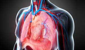 lung